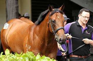 Regal Farm’s Lot 106 set the highest price of Day 1 at $460,000. Photo: Trish Dunell. 